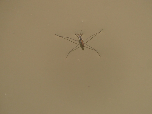 Aquarius adelaidis