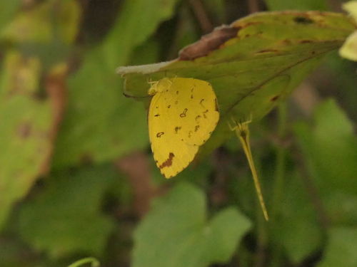 Common Grass Yellow