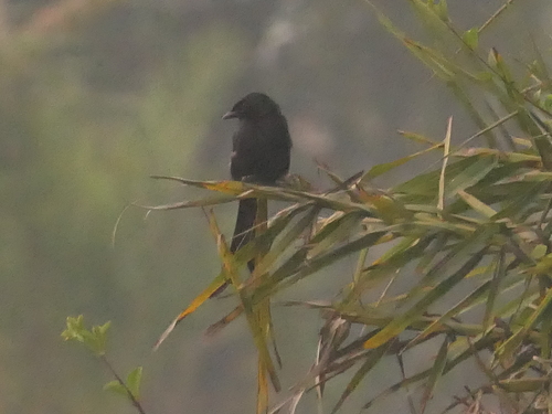 Black Drongo