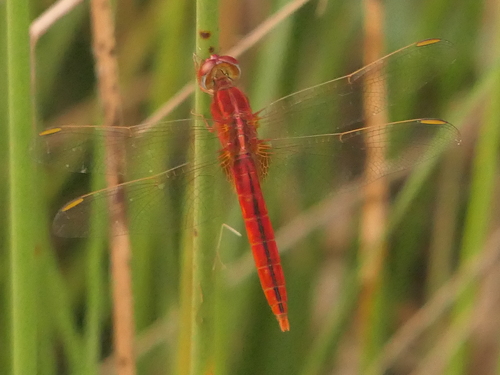 Scarlet Skimmer