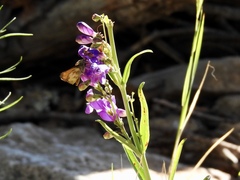 Penstemon neomexicanus