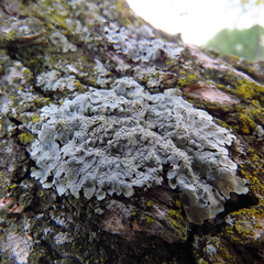 Crespoa crozalsiana