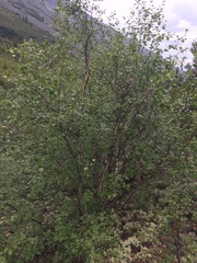 Betula neoalaskana