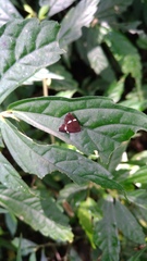 Alampla arcifraga