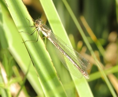 Lestes dryas