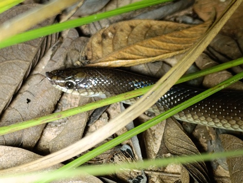 Photo of a Argentine Pampas Snake (Phimophis guerini)