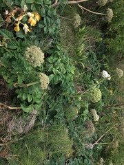 Angelica hendersonii