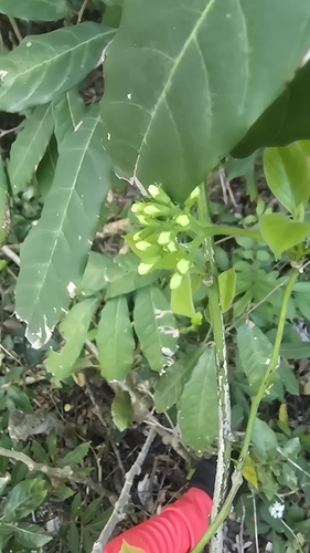 Image of Ehretia resinosa by (c) 黃其君, some rights reserved (CC BY)