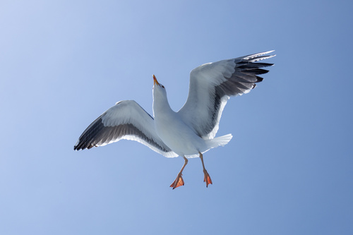 Western Gull