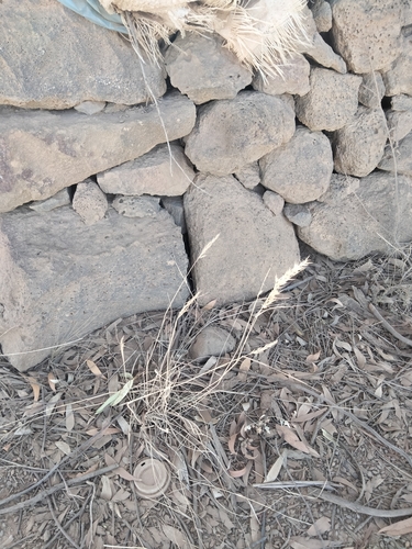 Hill Wallaby-grass (Rytidosperma erianthum)