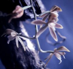 Longgland orchid
