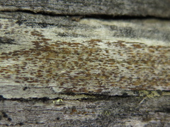 Xylographa parallela