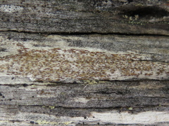 Xylographa parallela