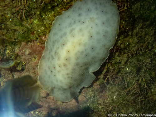 Peltodoris murrea