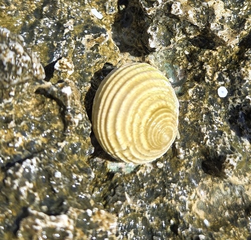 Nerita observed 2025-03-04