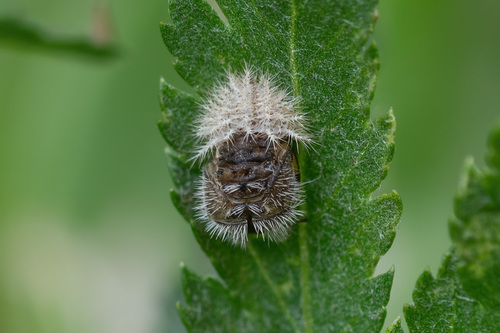 24-spot Ladybird