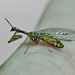 Mantispa japonica - Photo (c) Jake David MacLennan, some rights reserved (CC BY-NC), uploaded by Jake David MacLennan