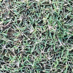 Eragrostis hypnoides