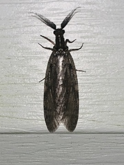 Chauliodes