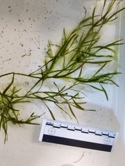 Potamogeton berchtoldii