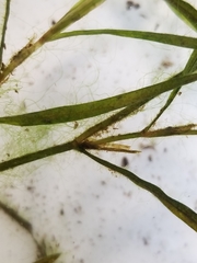 Potamogeton berchtoldii