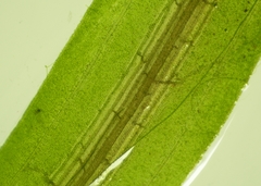 Potamogeton berchtoldii