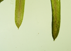 Potamogeton berchtoldii