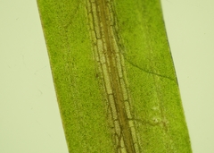 Potamogeton berchtoldii