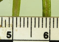 Potamogeton berchtoldii