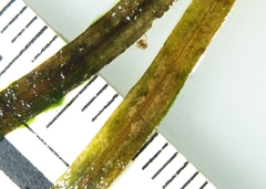 Potamogeton berchtoldii