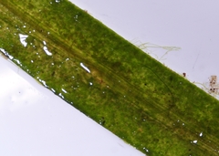 Potamogeton berchtoldii