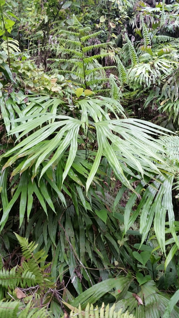 Dipteris wallichii