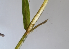 Potamogeton berchtoldii