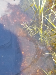 Potamogeton berchtoldii