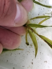 Potamogeton berchtoldii