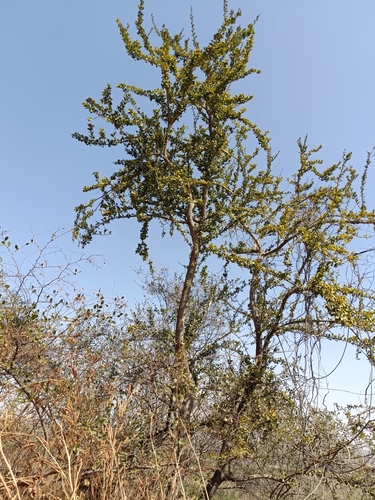Image of Balanites roxburghii by (c) Malaika Mathew Chawla, some rights reserved (CC BY)