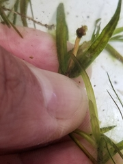 Potamogeton berchtoldii