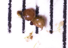 Potamogeton berchtoldii