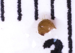 Potamogeton berchtoldii