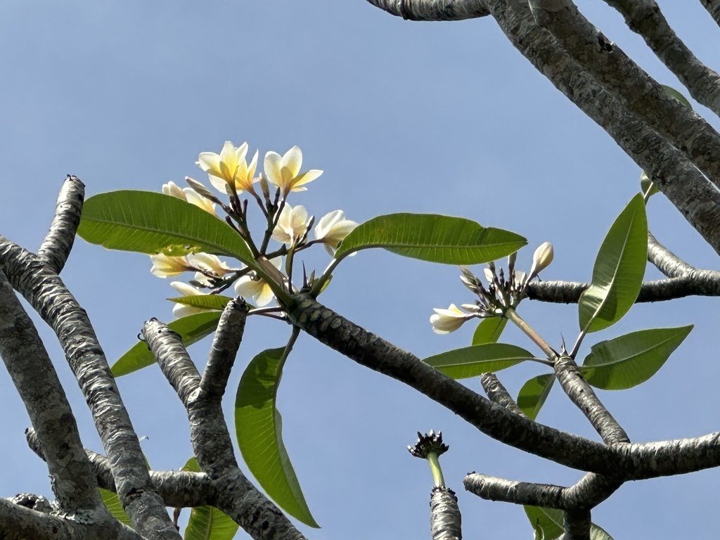 nj tea plant New Jersey tea (Ceanothus americanus) Seeds main image 1