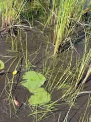 Schoenoplectus subterminalis