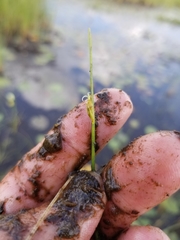 Schoenoplectus subterminalis