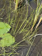 Schoenoplectus subterminalis