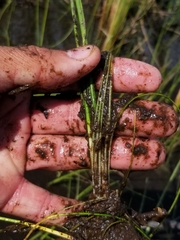 Schoenoplectus subterminalis