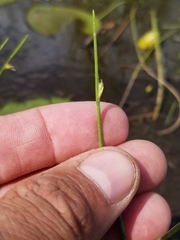 Schoenoplectus subterminalis