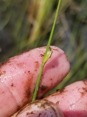 Schoenoplectus subterminalis