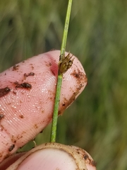 Schoenoplectus subterminalis