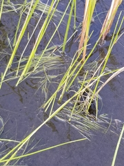 Schoenoplectus subterminalis