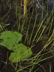 Schoenoplectus subterminalis