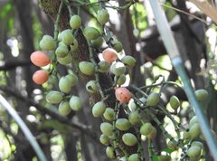 Gnetum luofuense